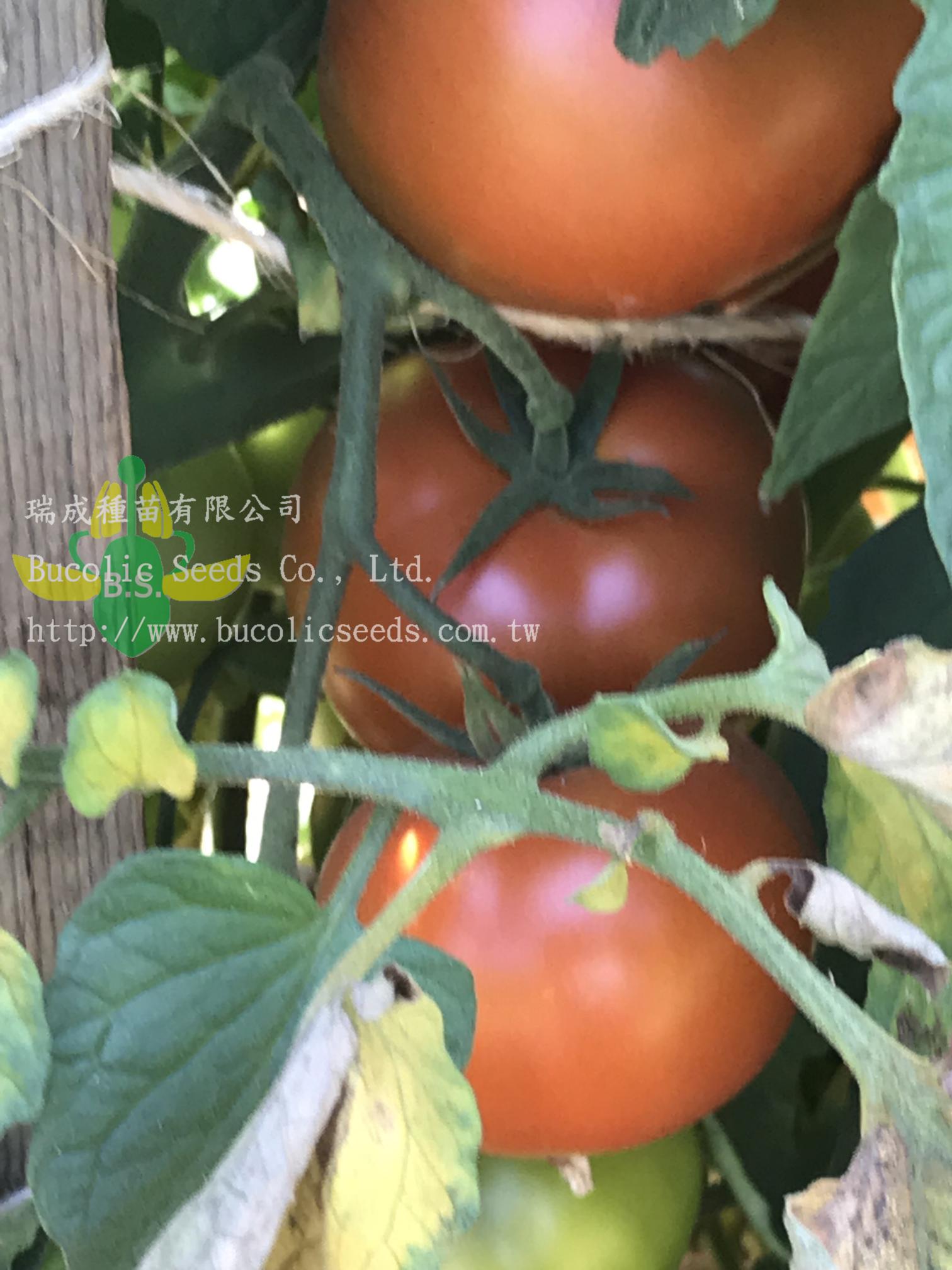 Beef Steak Tomato 9748 - Beef Steak Tomato 9748 (2)